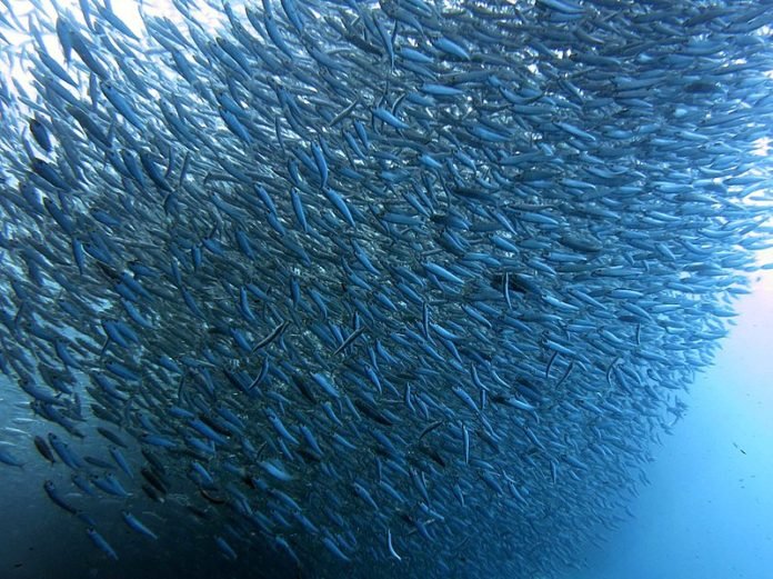 Sardinha2