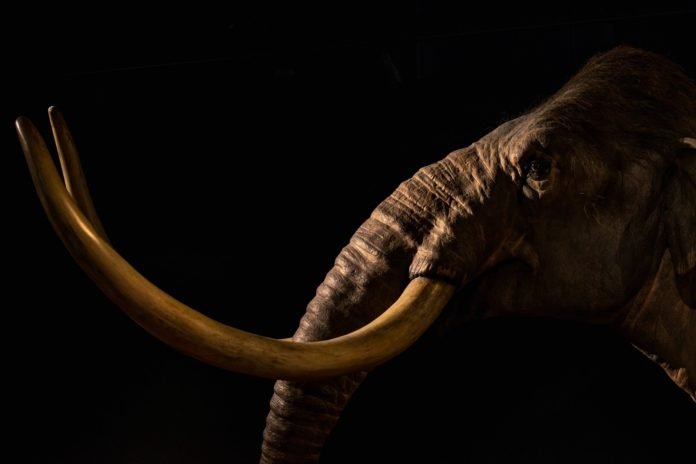 april pethybridge - unsplash Extinção dos mamutes decorre de mudança climática, e não de humanos caçadores, diz estudo