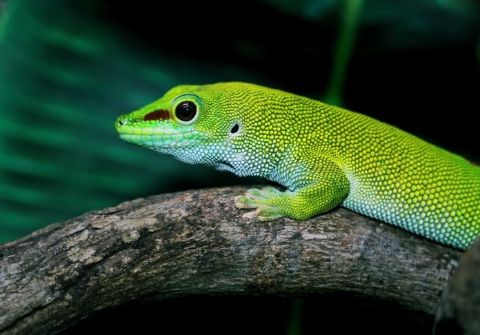 ‘Menor dinossauro do mundo’ é, na verdade, uma grande lagartixa, revela fóssil ‘Menor dinossauro do mundo’ é, na verdade, uma grande lagartixa, revela fóssil