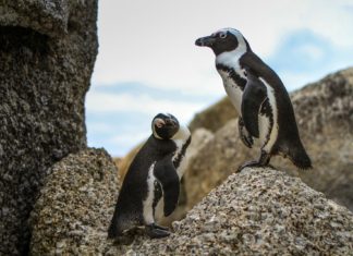 Pinguins têm habilidade rara para identificar rostos e vozes de seus pares