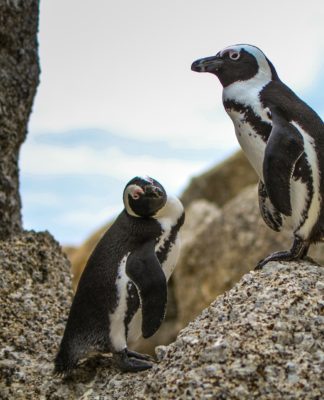 Pinguins têm habilidade rara para identificar rostos e vozes de seus pares