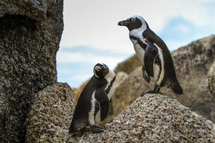 Pinguins têm habilidade rara para identificar rostos e vozes de seus pares Pinguins têm habilidade rara para identificar rostos e vozes de seus pares