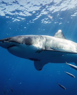 Grandes tubarões brancos confundem humanos com um de seus pratos prediletos