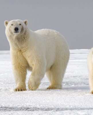 Ursos polares devem estar extintos até o fim deste século, alertam cientistas