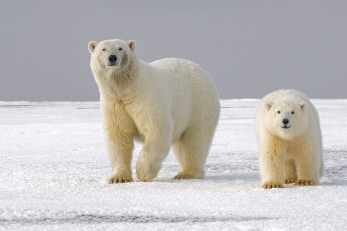 Ursos polares devem estar extintos até o fim deste século, alertam cientistas Ursos polares devem estar extintos até o fim deste século, alertam cientistas