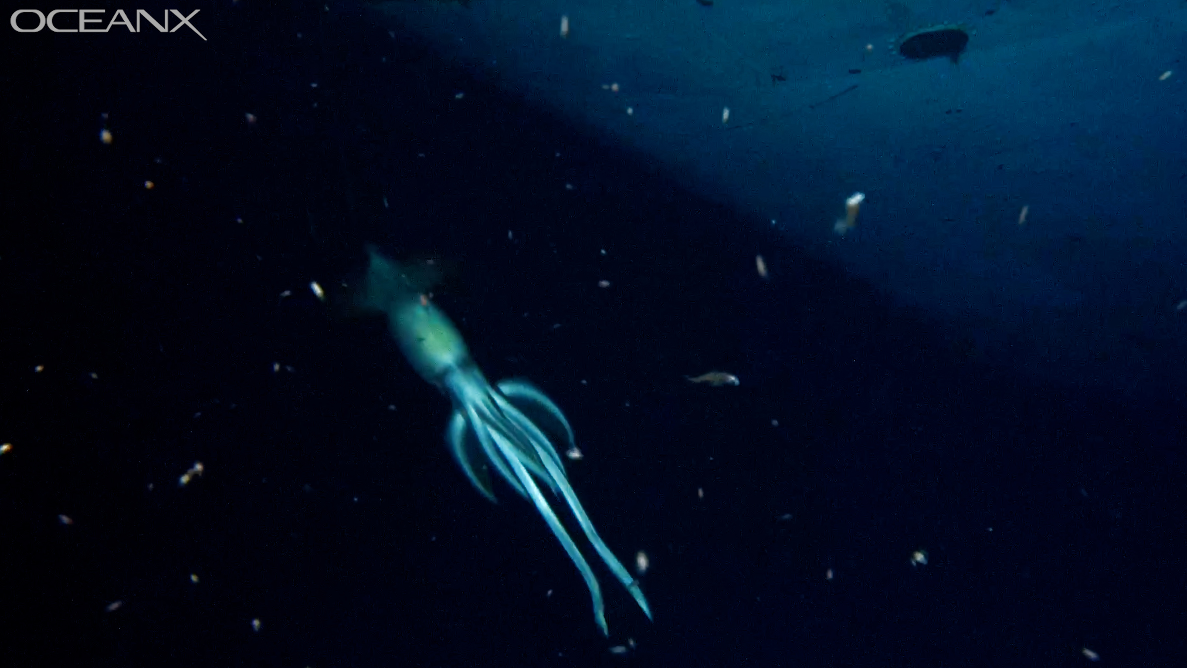 Expedição identifica lula gigante responsável por naufrágio de navio em 2011
