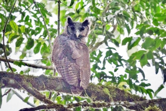 Sumida por 150 anos, coruja gigante é fotografada na natureza pela primeira vez Sumida por 150 anos, coruja gigante é fotografada na natureza pela primeira vez