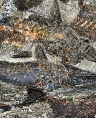 Tartaruga empalada revela dado novo sobre o dia em que os dinossauros morreram