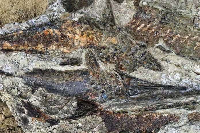 Tartaruga empalada revela dado novo sobre o dia em que os dinossauros morreram Tartaruga empalada revela dado novo sobre o dia em que os dinossauros morreram