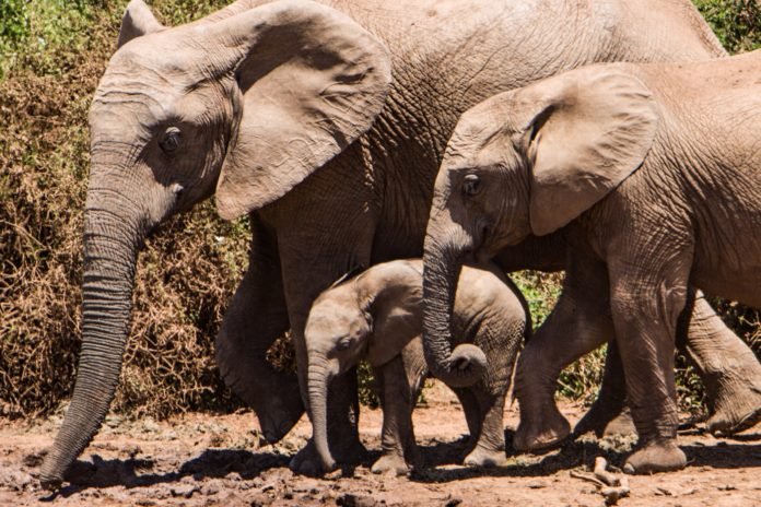 Elefantas perderam presas em processo evolutivo contra exploradores de marfim Elefantas perderam presas em processo evolutivo contra exploradores de marfim
