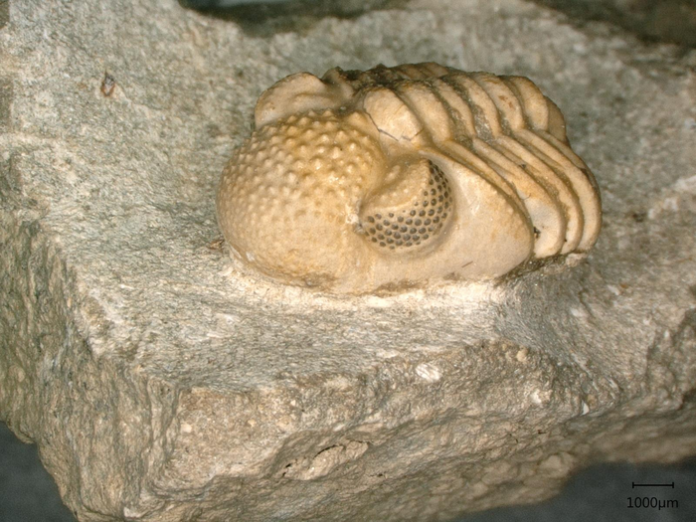 Trilobita