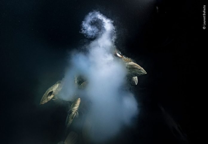 Fantástica imagem subaquática vence o prêmio Fotógrafo da Vida Selvagem 2021 Fantástica imagem subaquática vence o prêmio Fotógrafo da Vida Selvagem 2021