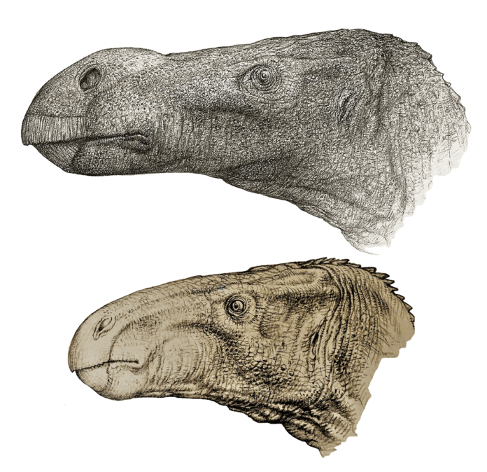 Dino1