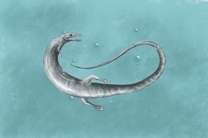 Lagarto1