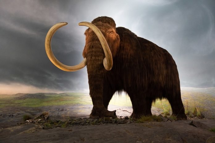 Mamute