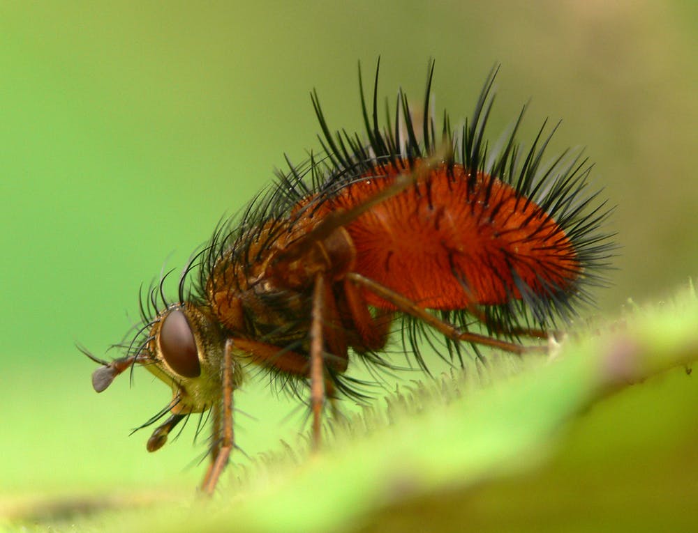 As moscas realmente vomitam na sua comida quando pousam nela? 6
