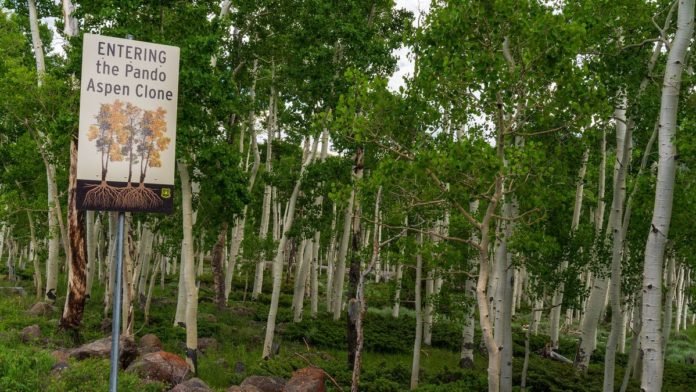 Pando Abre
