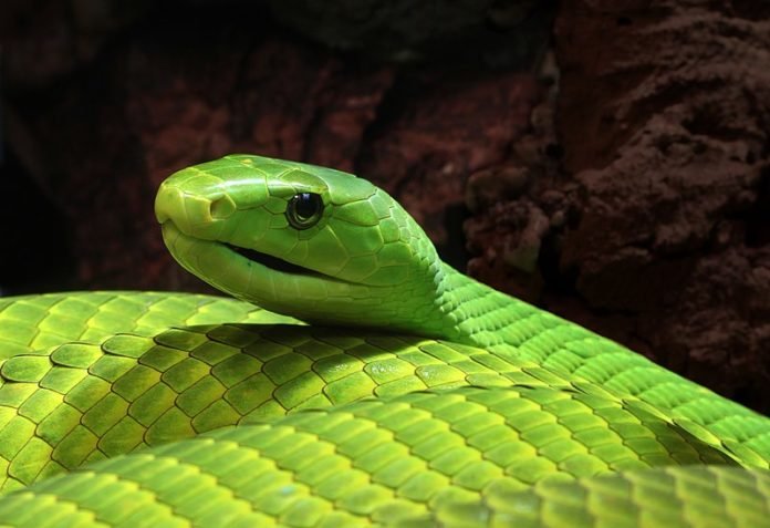 Cobra