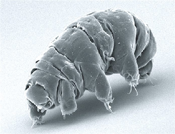 Tardigrado