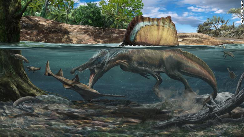 Maior carnívoro que já existiu, espinossauro caçava suas presas debaixo d’água