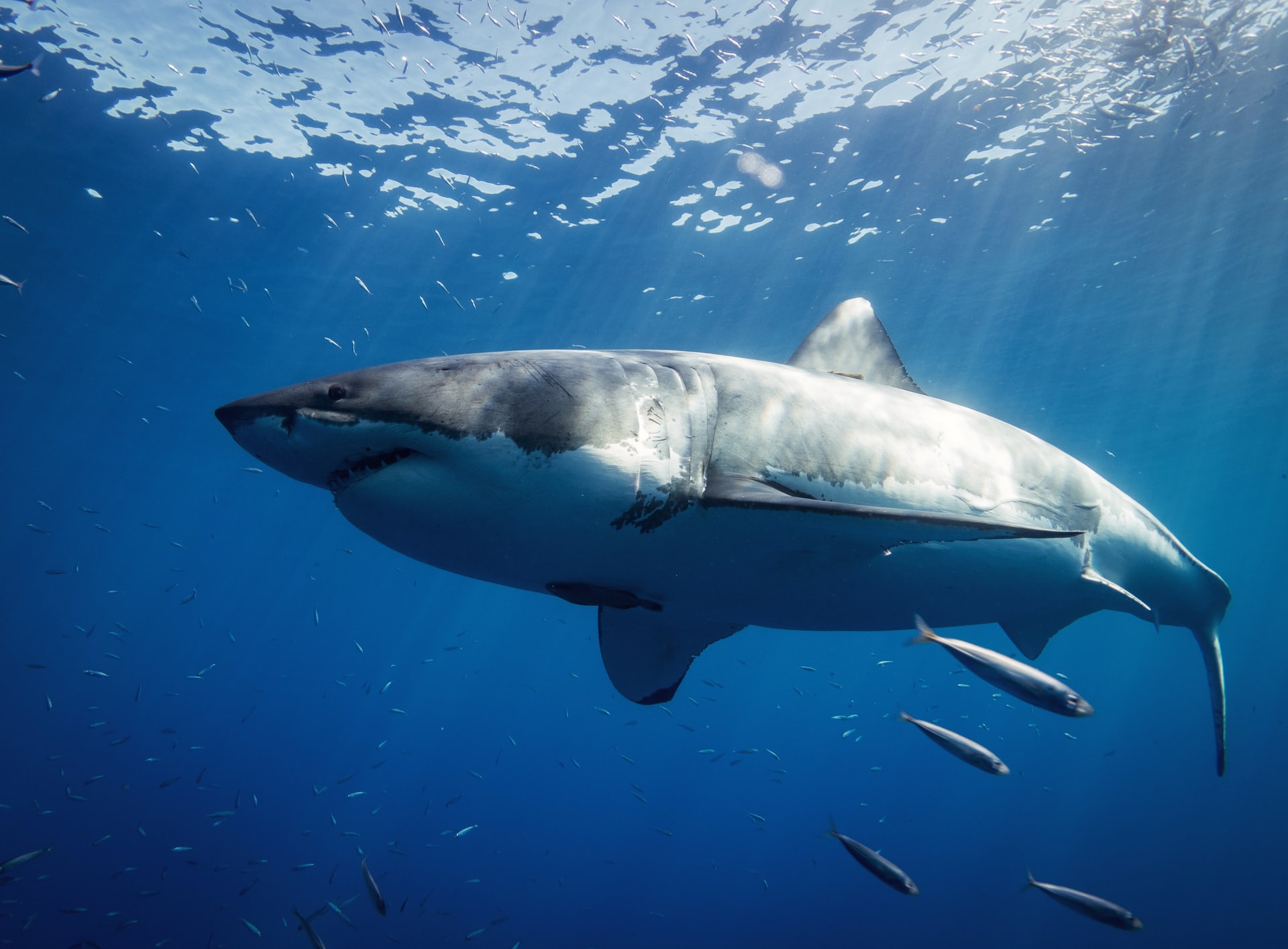 Científicos descubren ‘club secreto’ de grandes tiburones blancos frente a México