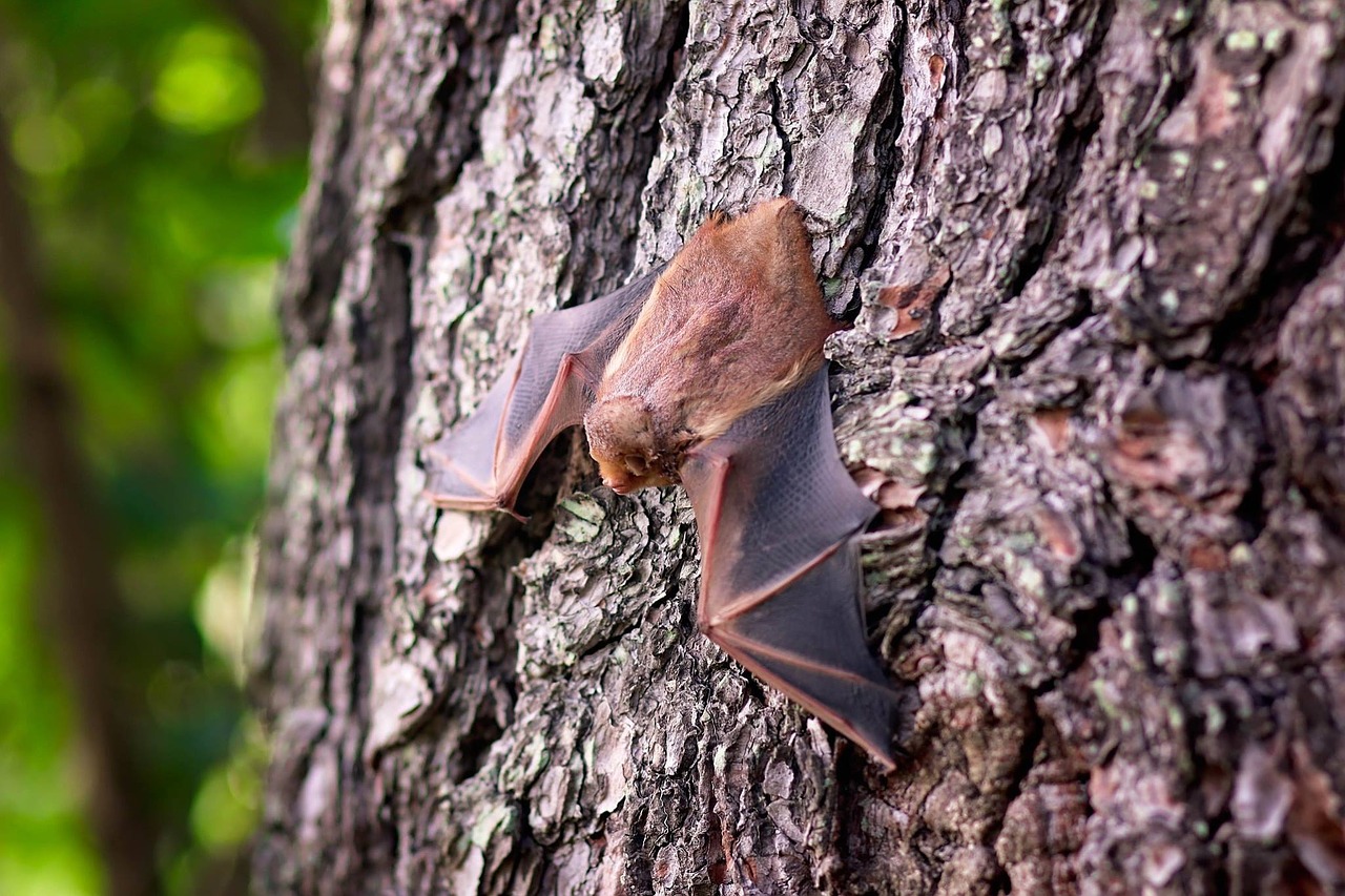 Genética explica como morcegos-vampiros evoluíram para se alimentar basicamente de sangue