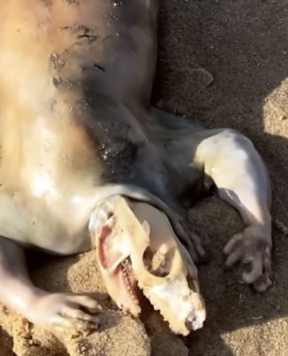 Um alienígena? Cadáver misterioso surge em praia da Austrália