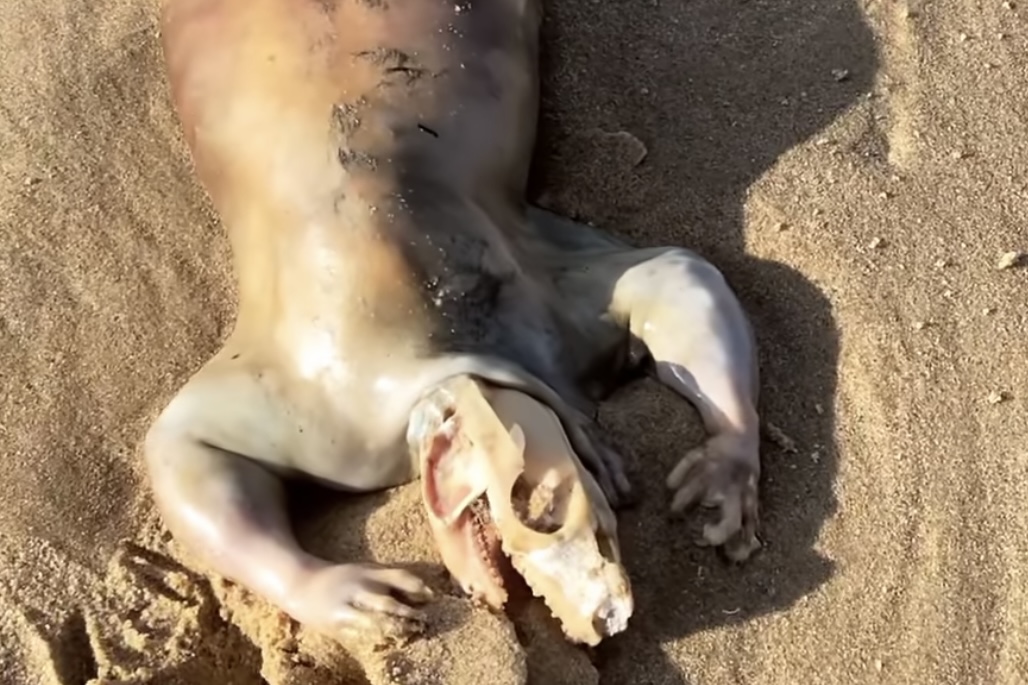 Um alienígena? Cadáver misterioso surge em praia da Austrália
