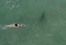 App que monitora tubarões por drone revela comportamentos surpreendentes da vida marinha