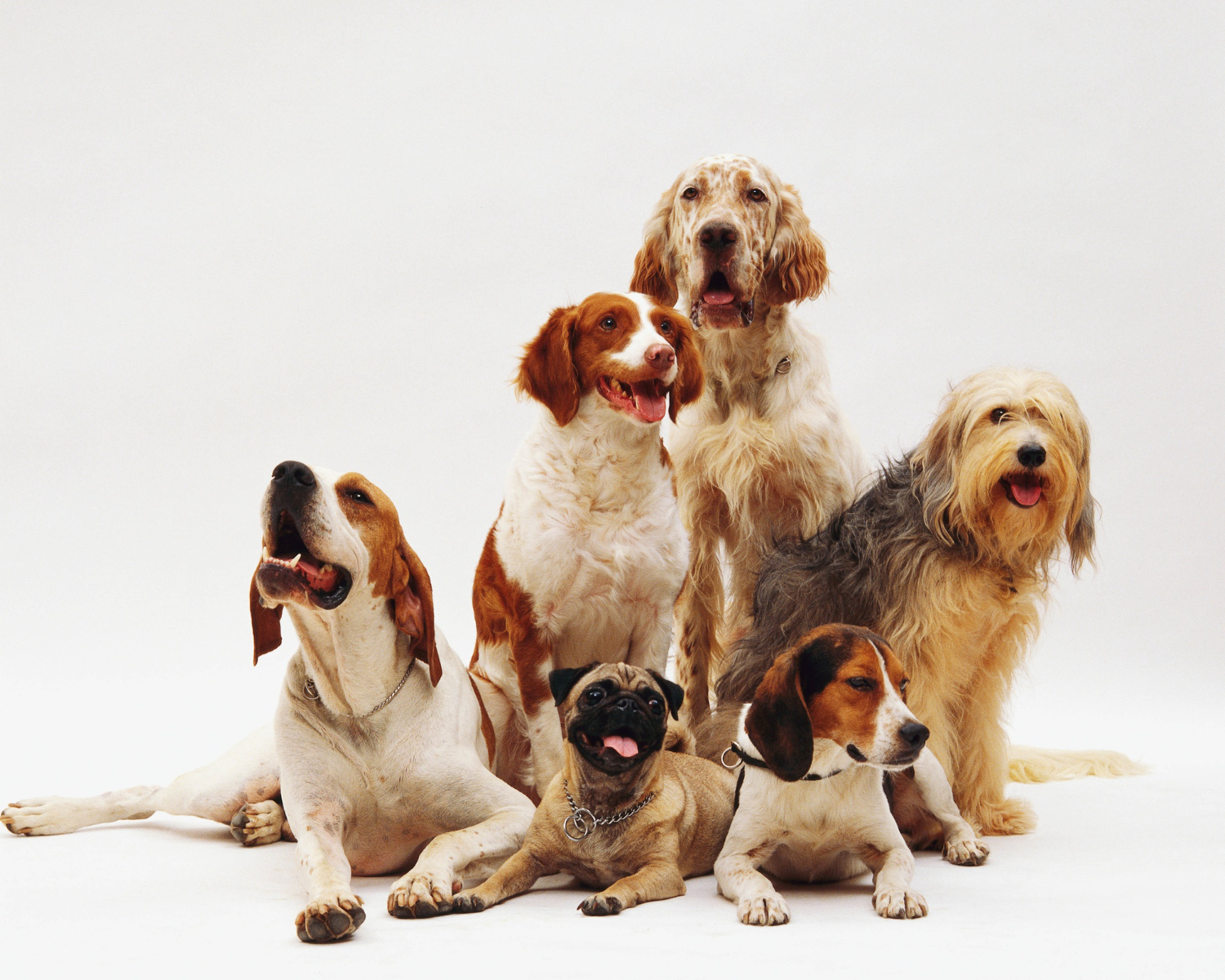 Genética explica diferença de tamanho de até 40 vezes entre cães