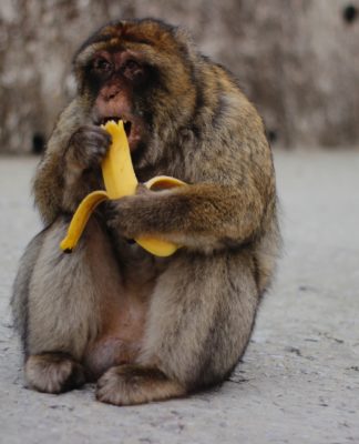 Macacos amam frutas inebriantes, o que pode explicar nosso pendor pelo álcool