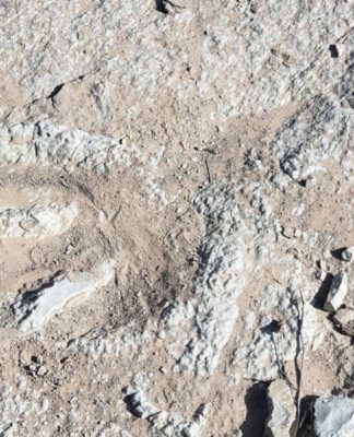 Escavadeira danifica pegadas de dinossauro com 112 milhões de anos
