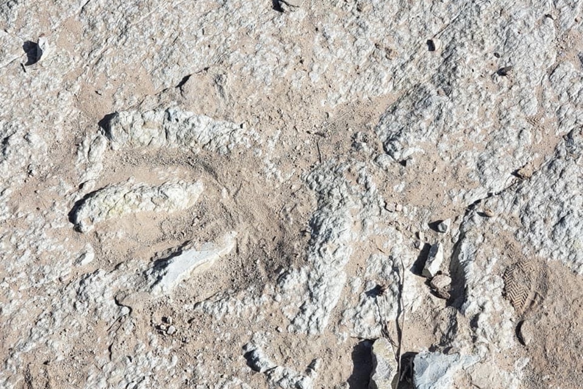 Escavadeira danifica pegadas de dinossauro com 112 milhões de anos