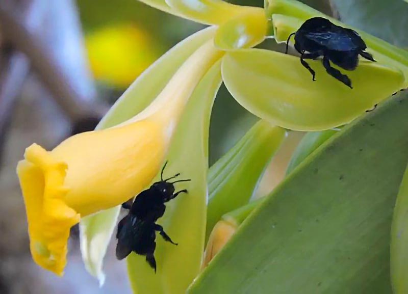 Reprodução de orquídeas produtoras de baunilha envolve muitas espécies de  animais - Planeta