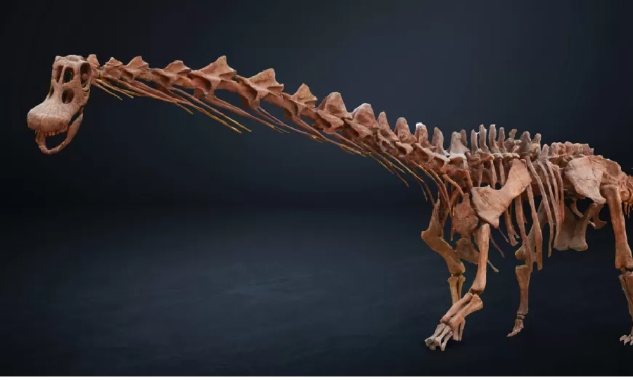 Actualizar 54+ imagem fóssil de um dinossauro - br.thptnganamst.edu.vn
