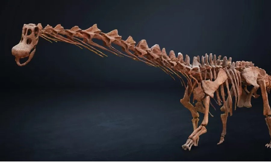 Fóssil do maior dinossauro achado no mundo está em mostra em São Paulo ...