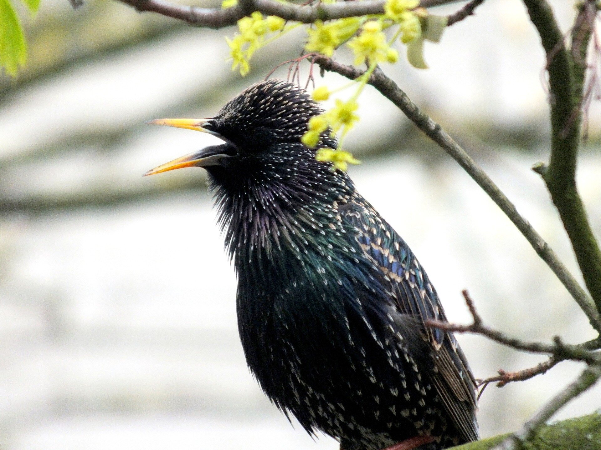 Ouvir o canto de pássaros é bom para a saúde mental - Planeta