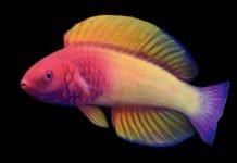 Peixe que nasce fêmea e vira macho é descoberto no fundo do mar