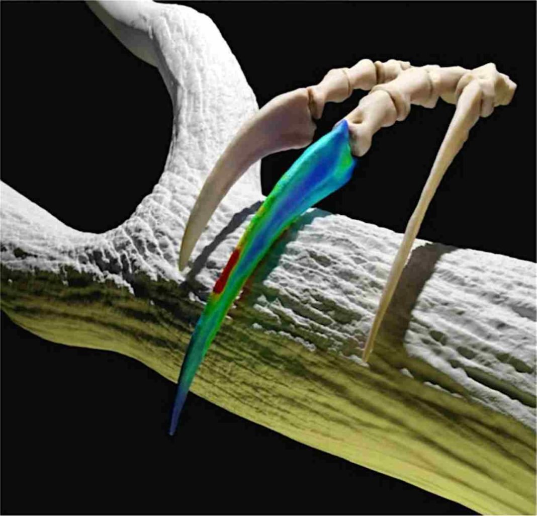 Dinossauro com as maiores garras já descoberto era ‘Edward Mãos de ...